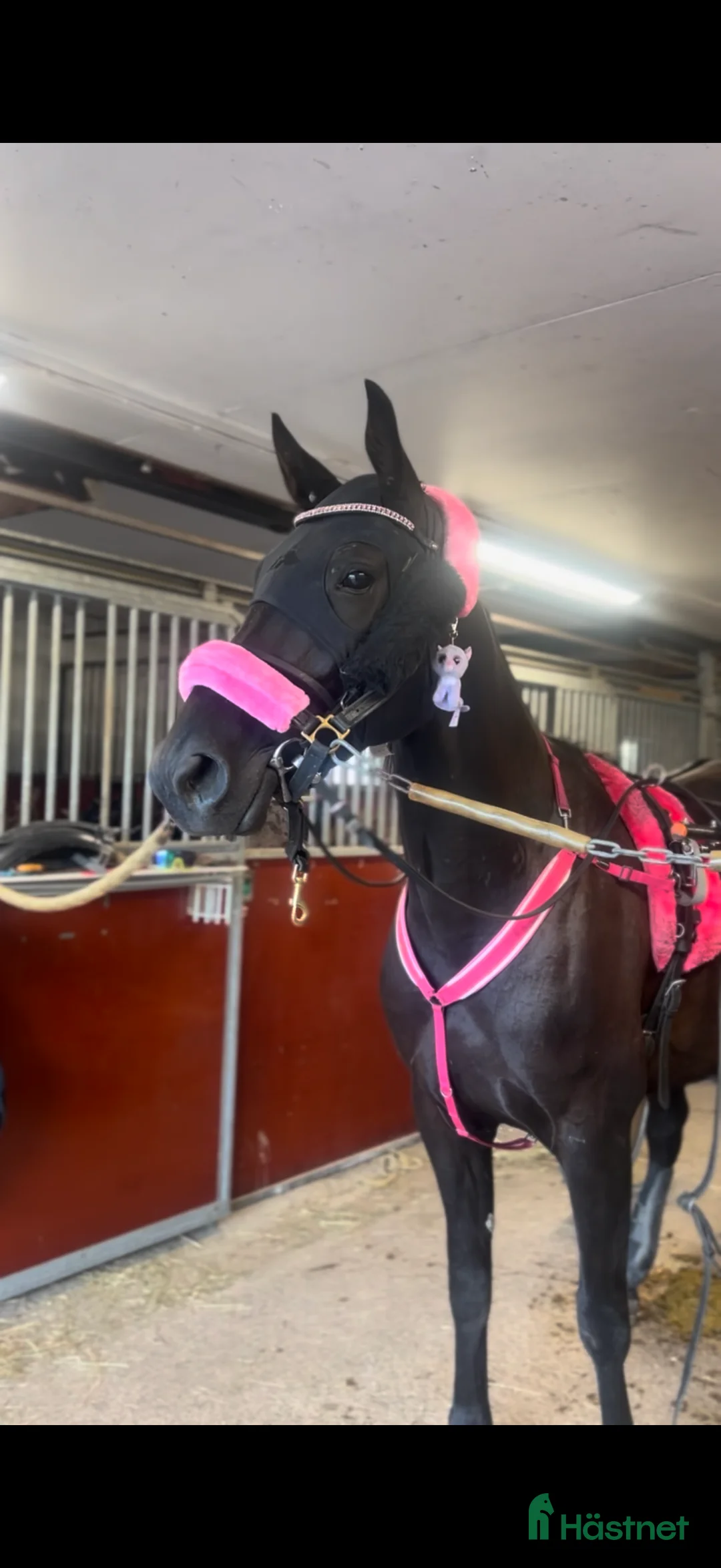 Trav hästar till salu: En stor talang!  i Bjästa - Annons 3