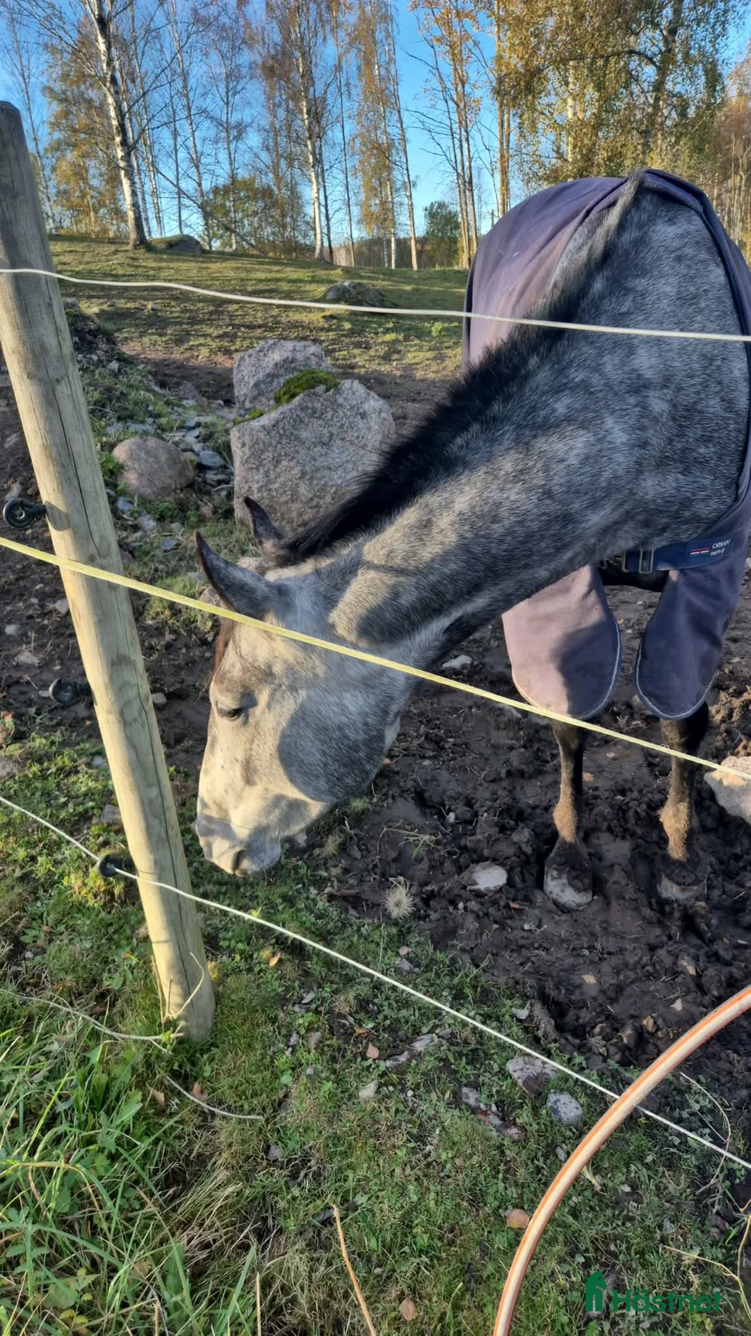 Allround hästar till salu: Sto med stor personlighet - Annons 2