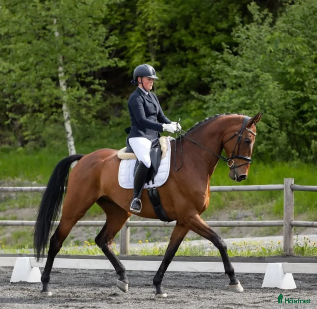 Dressyr hästar till salu: Høyreist dressurhest (Inter 1) i Halden - Annons 4