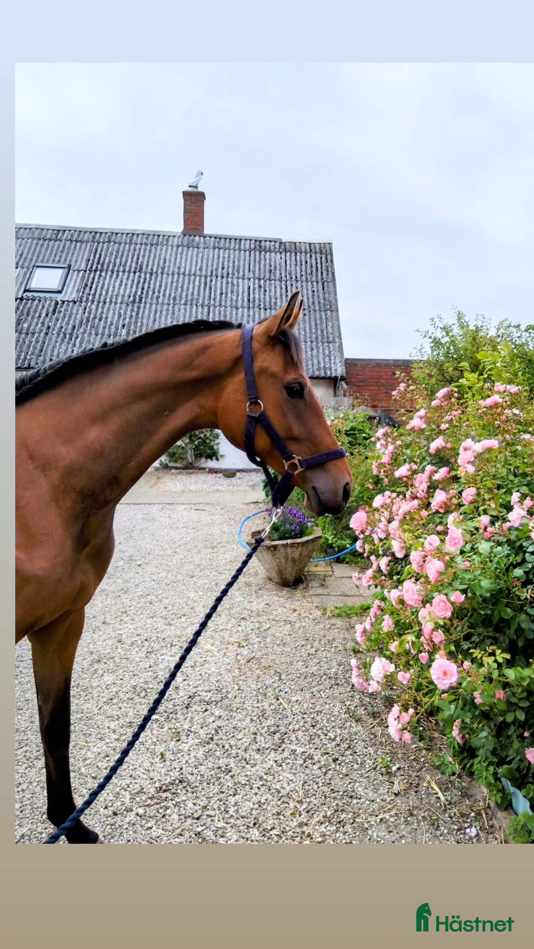 Hoppning hästar till salu: Unghäst med otrolig kapacitet i Klagshamn - Annons 1