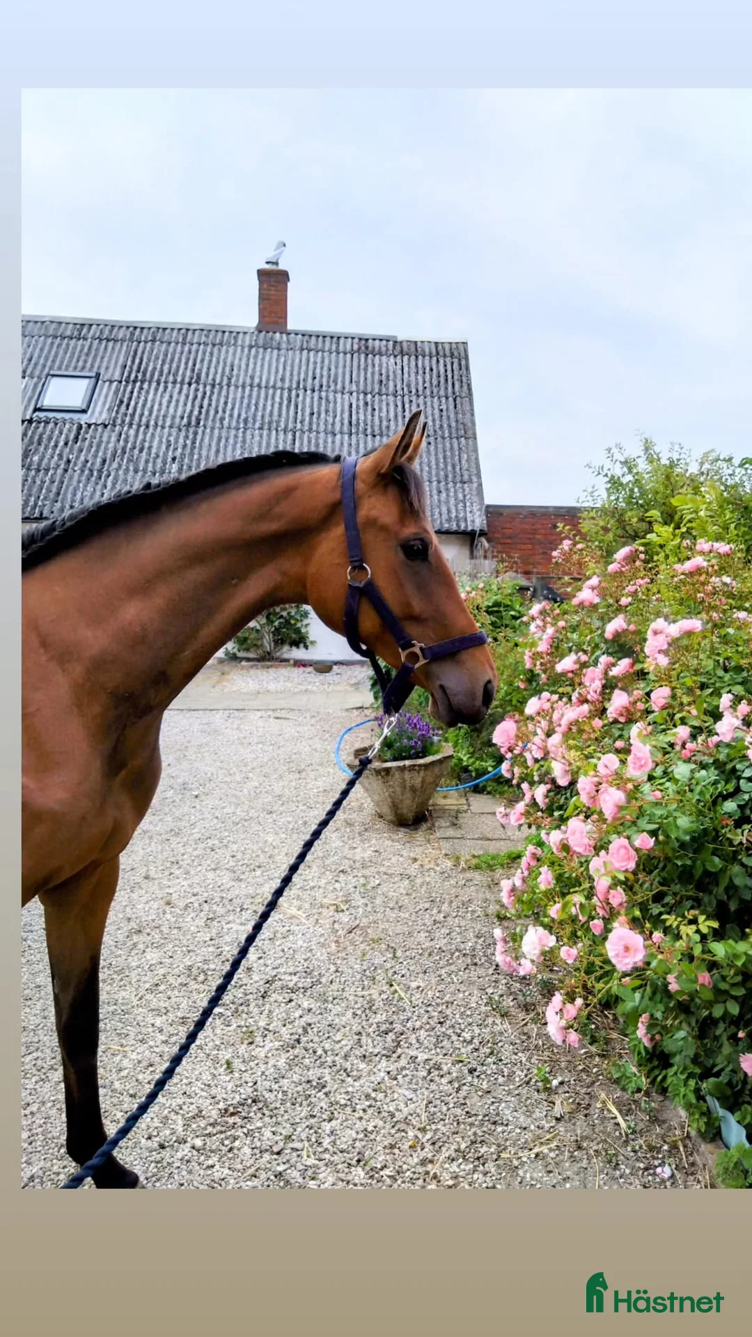 Hoppning hästar till salu: Unghäst med otrolig kapacitet i Klagshamn - Annons 1