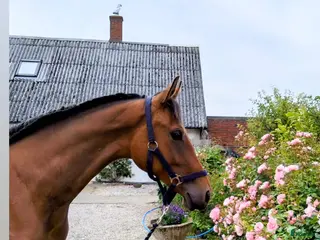 Hoppning hästar till salu: Unghäst med otrolig kapacitet i Klagshamn - Annons 1