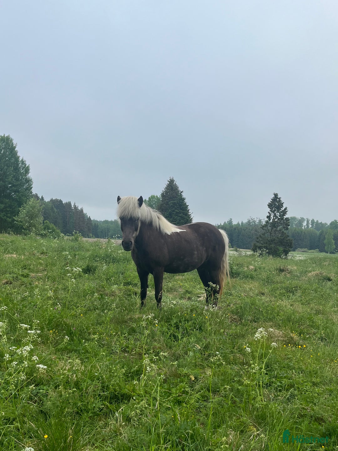 Island hästar till salu: Tre islandshästar (valack efter Ísar fra Keldudal) i Ärla - Annons 8