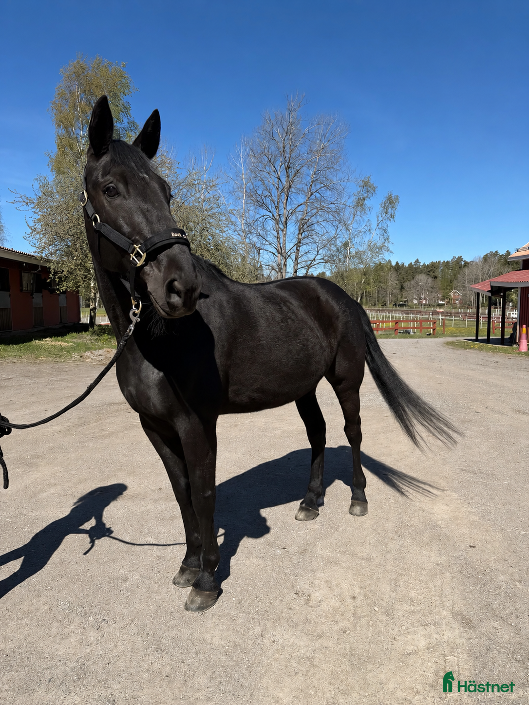 Allround hästar till salu: Fin valack söker erfaret hem  - Annons 1