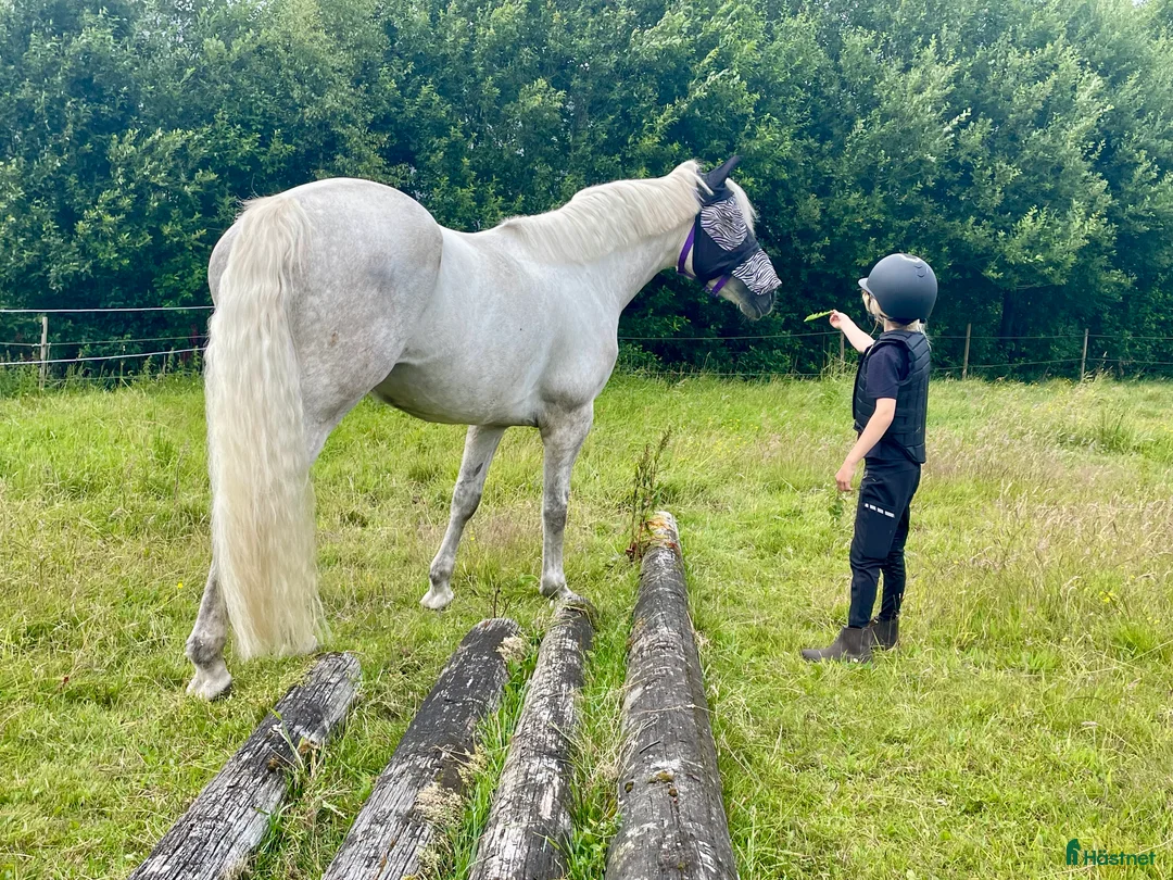 Hoppning hästar till salu: Snäll maxad D-ponny med kapacitet 🦄 - Annons 4