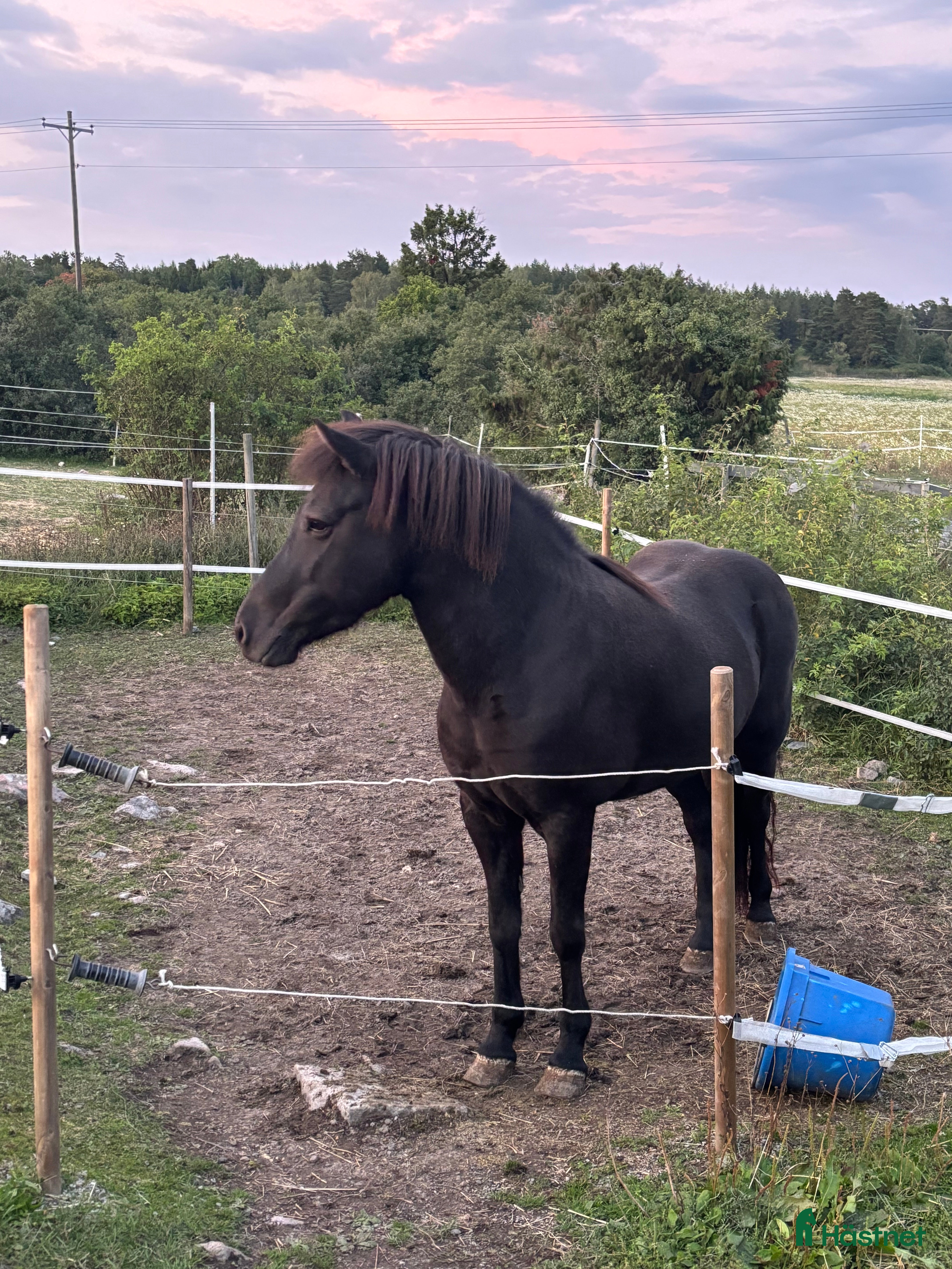  hästar Fint sto söker nytt hem i Upplands Väsby - Annons 13