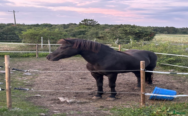  hästar i Upplands Väsby - Annons 5