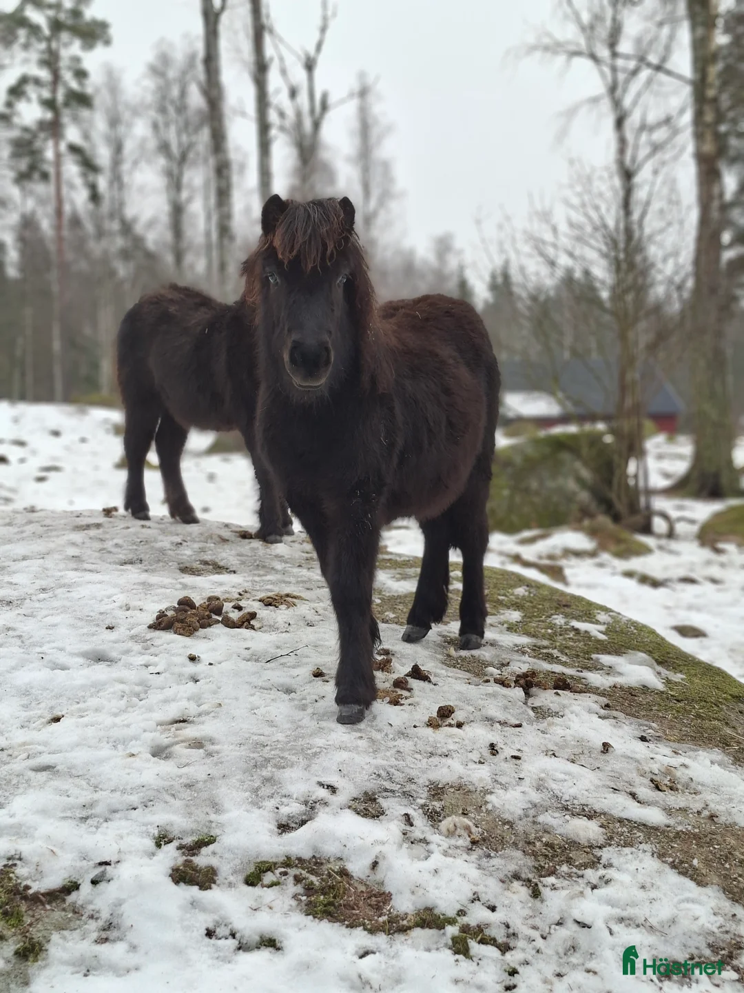 Körning hästar till salu: Ettåring i Vreta Kloster - Annons 2