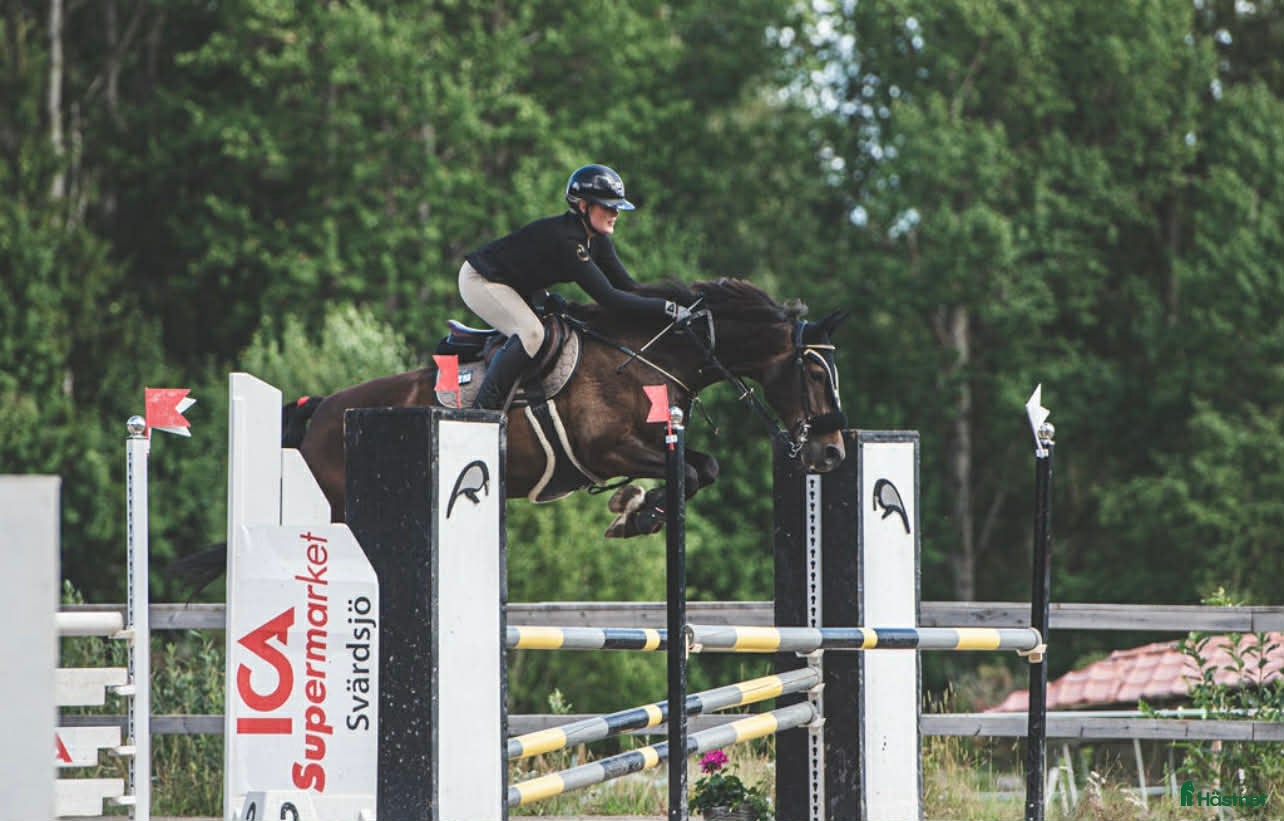  hästar Starias Xlnt Tortellini i Gävle - Annons 3