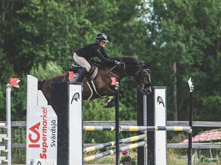 hästar Starias Xlnt Tortellini i Gävle - Annons 2