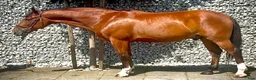 Allround hästar till salu: Quality Bay Recreational Gelding – Rubik - Annons 4