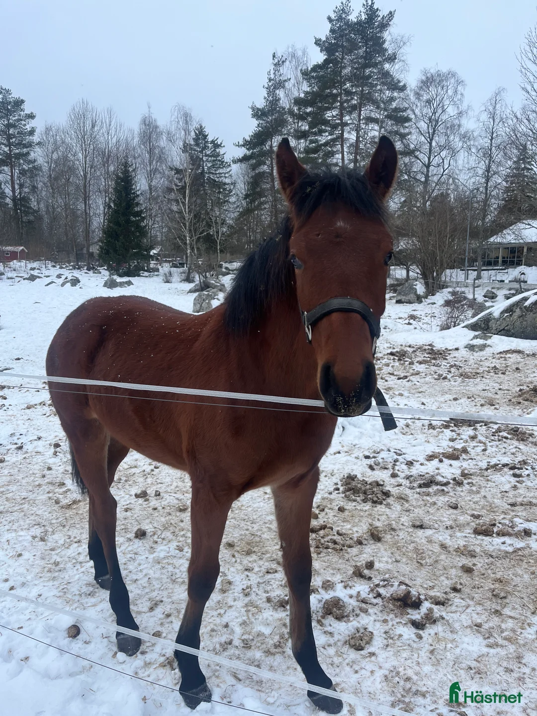 Hoppning hästar till salu: Sto för framtiden - Annons 2
