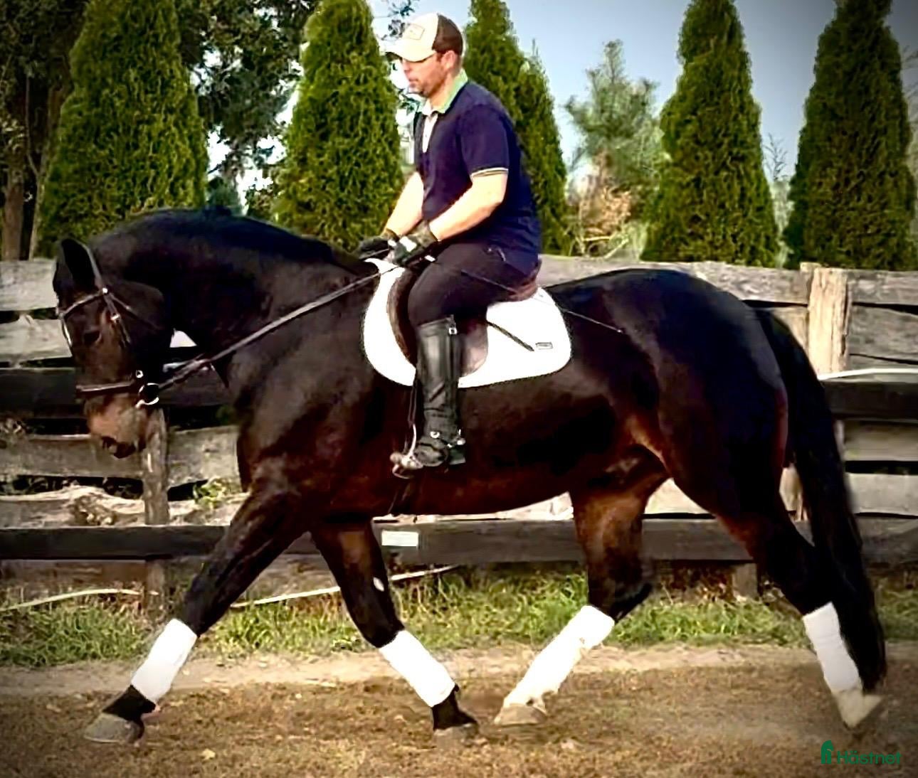  hästar till salu: Rexon–10yo|170 Silesian Gelding|Family Horse - Annons 2