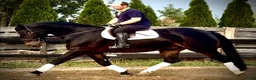Allround hästar till salu: Rexon–10yo|170 Silesian Gelding|Family Horse - Annons 1