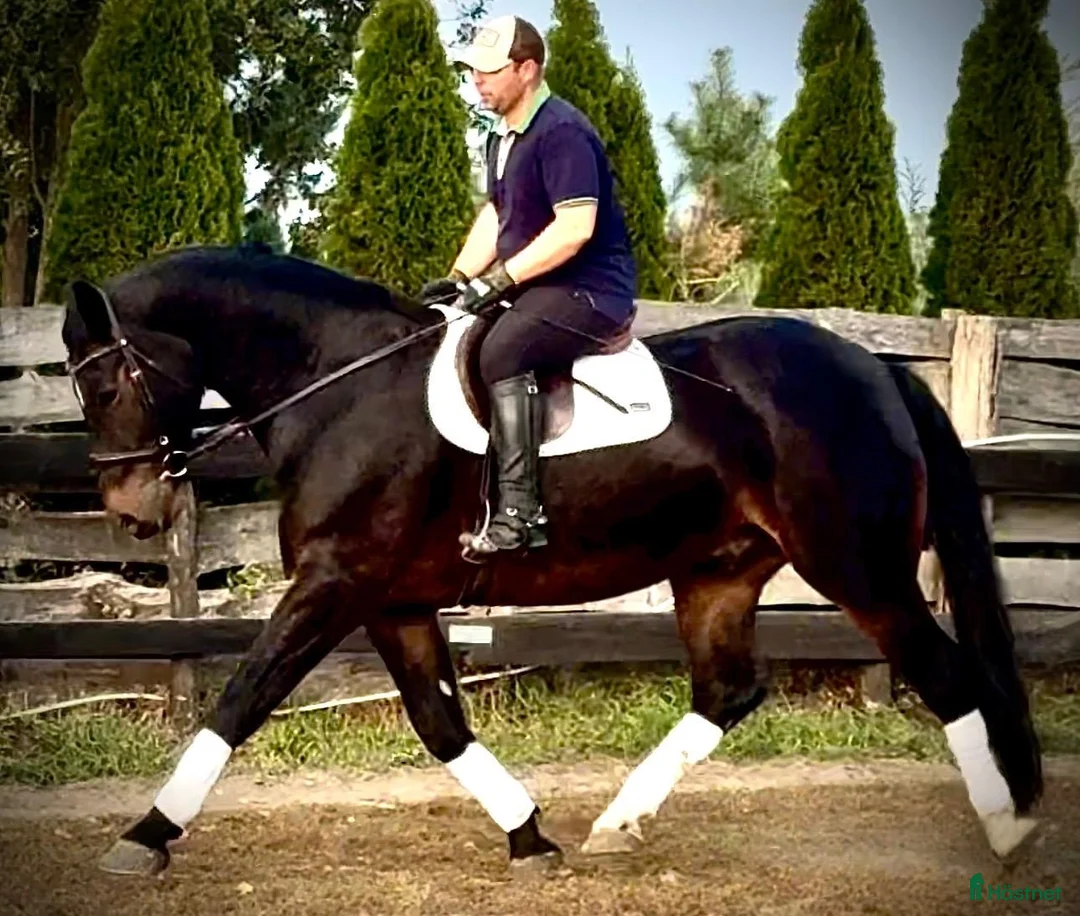 Allround hästar till salu: Rexon–10yo|170 Silesian Gelding|Family Horse - Annons 1