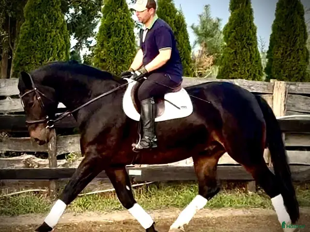 hästar till salu: Rexon–10yo|170 Silesian Gelding|Family Horse - Annons 2