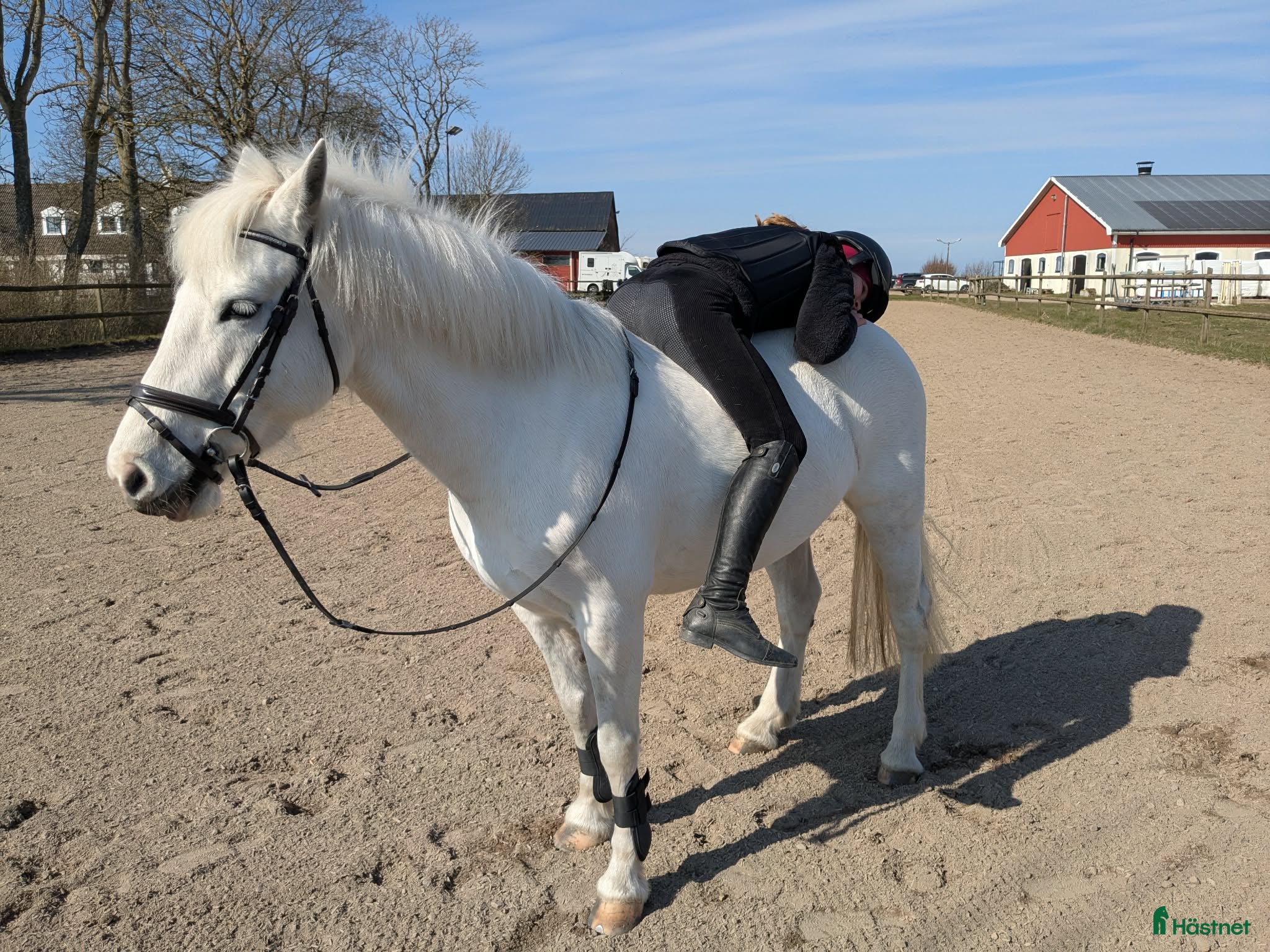  hästar Bästavän, skogsmulle eller sällskap - Annons 15