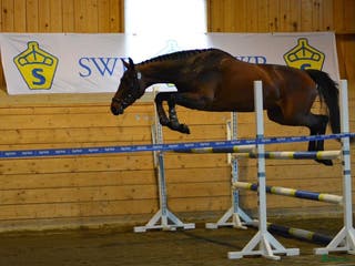 hästar Lovande hoppsto i Nora - Annons 4