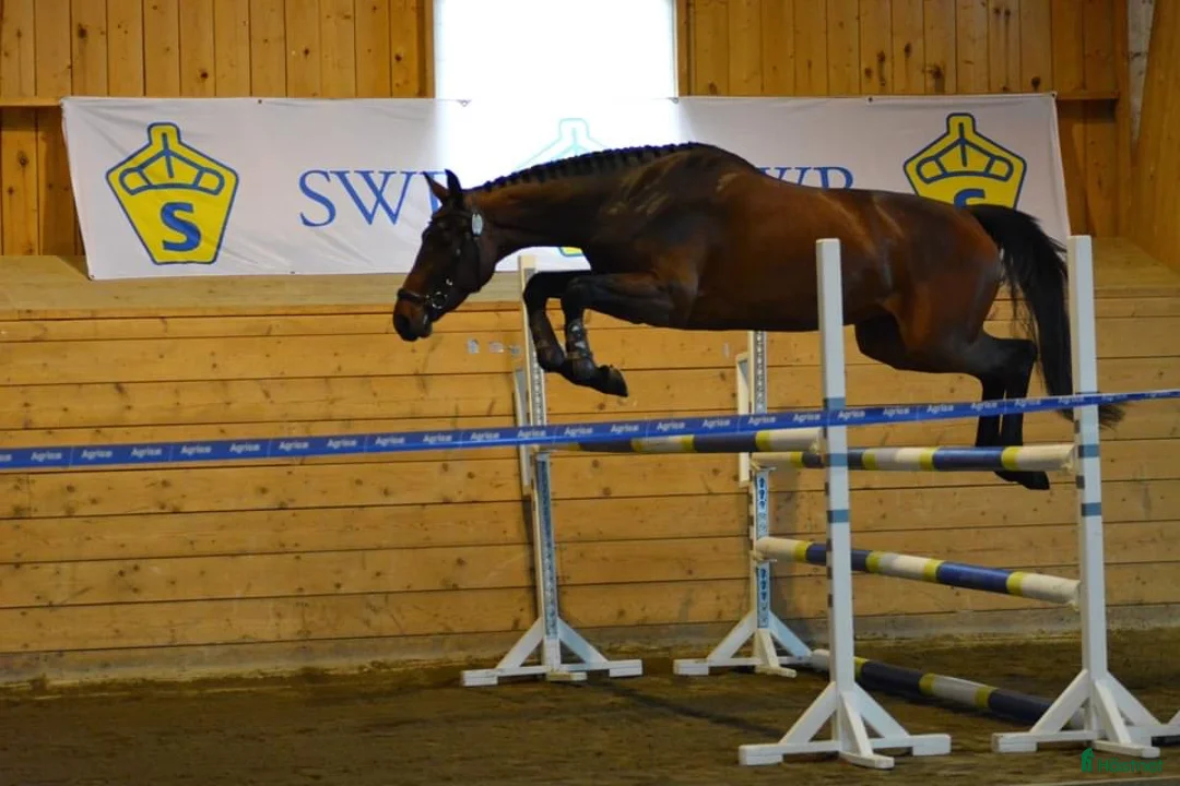 Hoppning hästar till salu: Lovande hoppsto i Nora - Annons 1