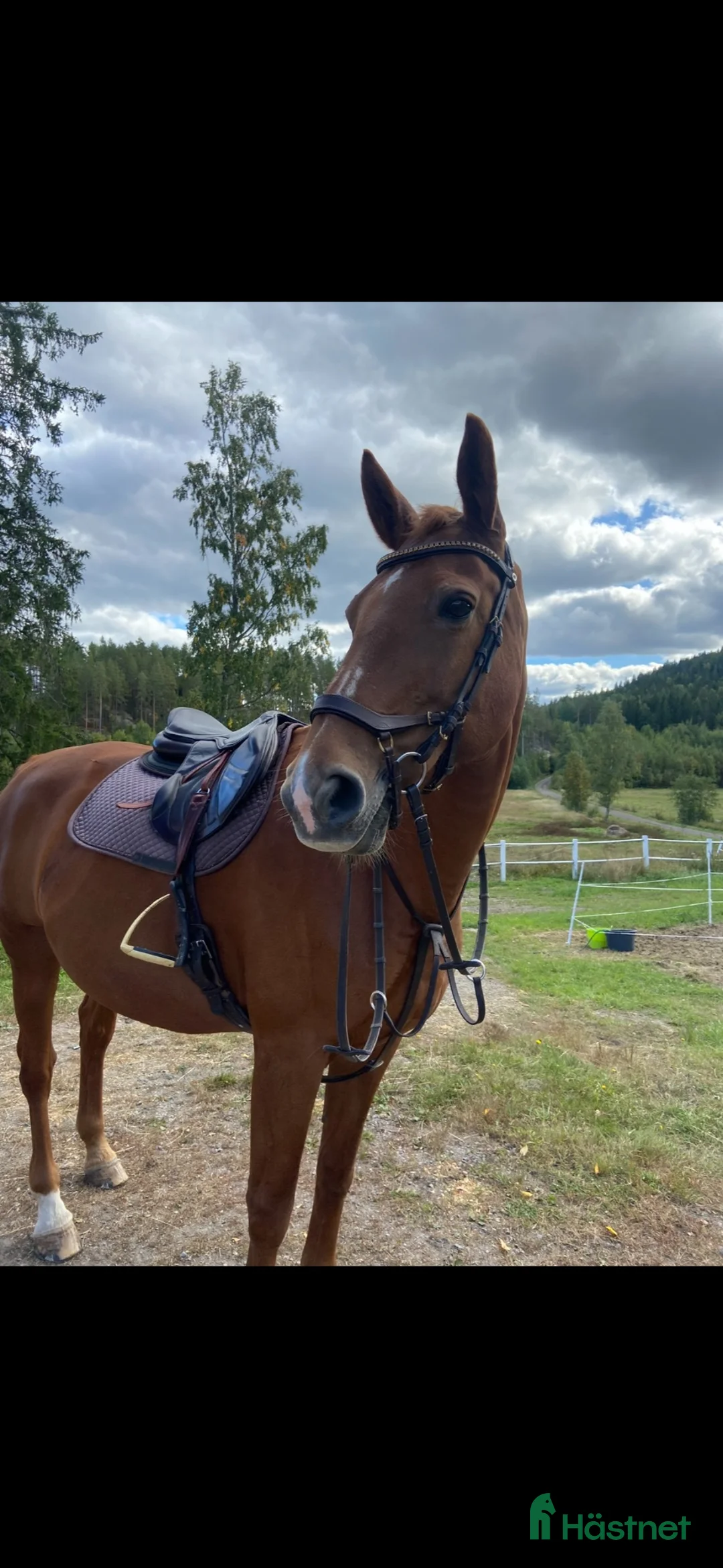 Allround hästar till salu: Läromästare söker sitt sista, kärleksfulla hem ❤️ - Annons 2