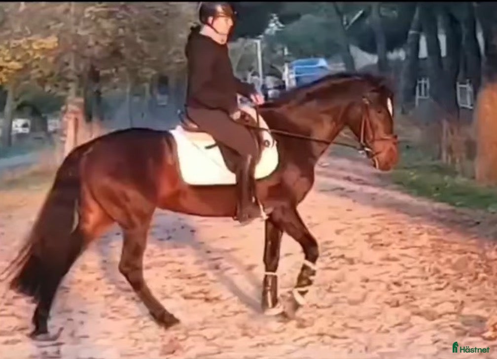  hästar APSL reg Lusitano sto  - Annons 2