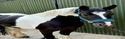 Allround hästar till salu: Bombproof Ride & Drive pony - Annons 1
