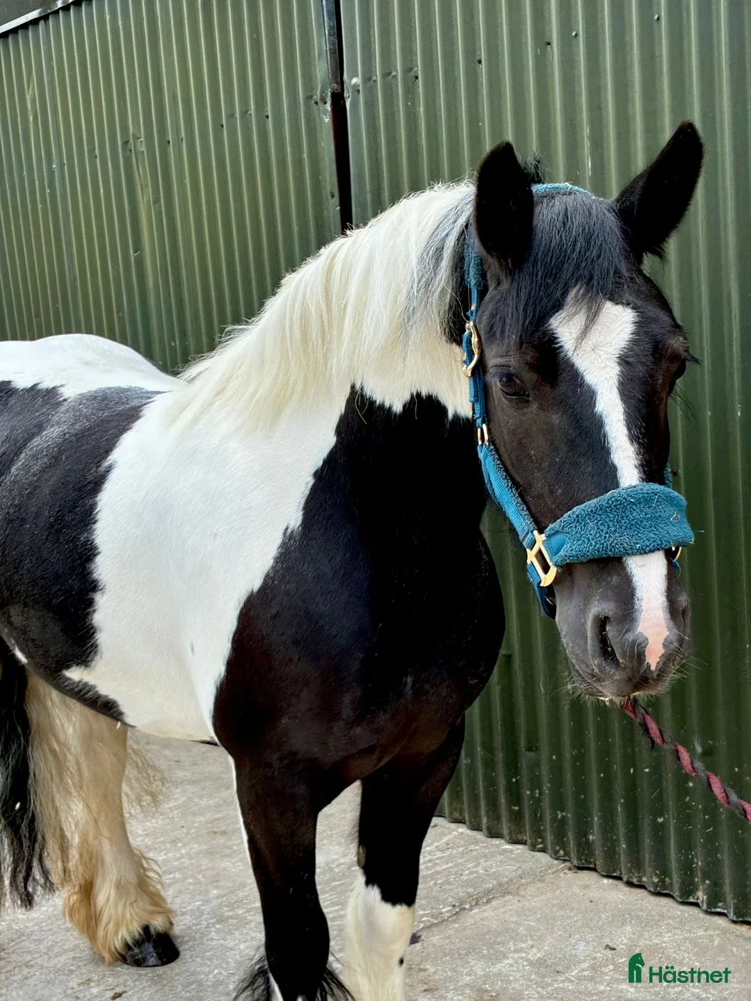 Allround hästar till salu: Bombproof Ride & Drive pony - Annons 1