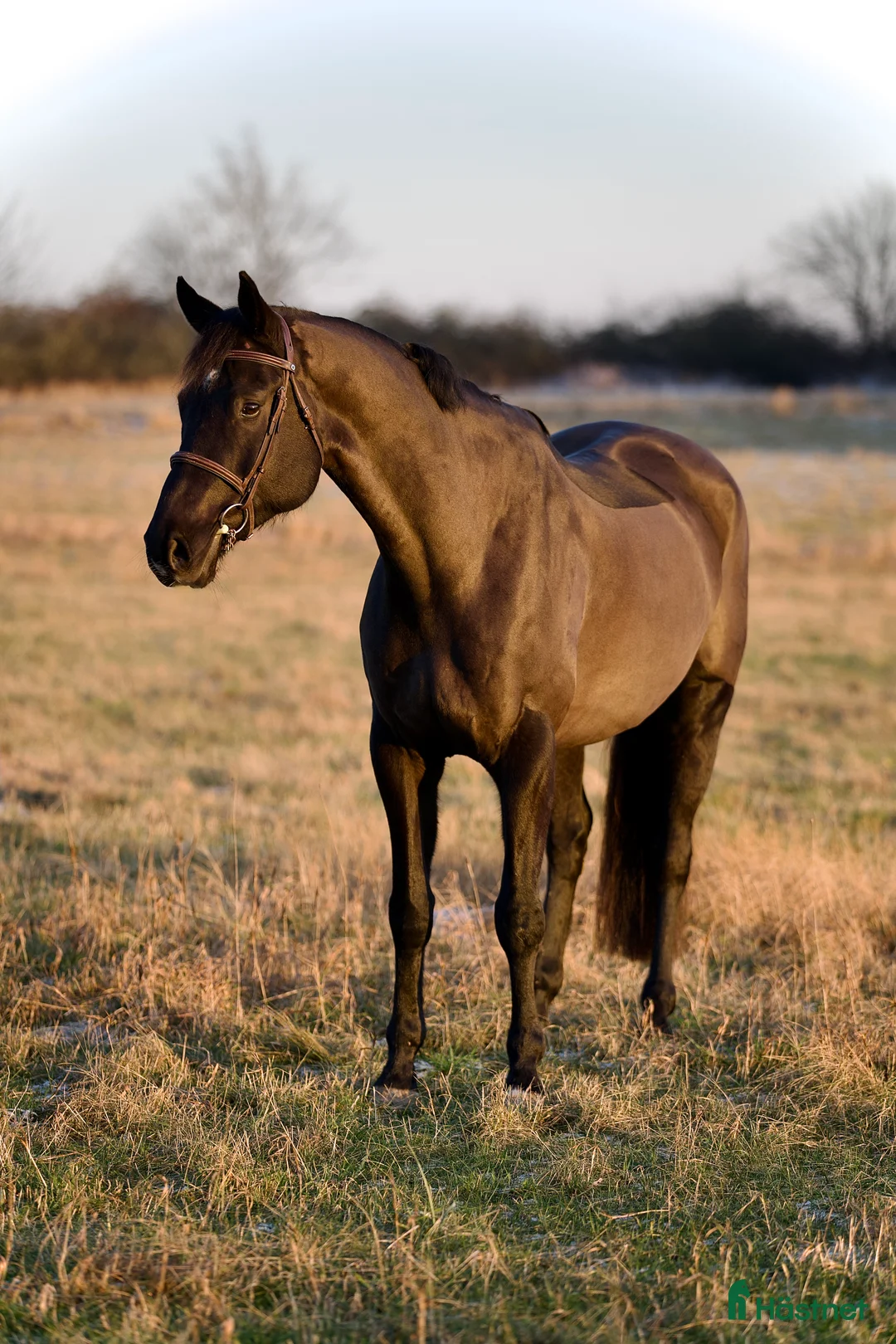 Allround hästar till salu: FYND 🌟 i Helsingborg - Annons 2