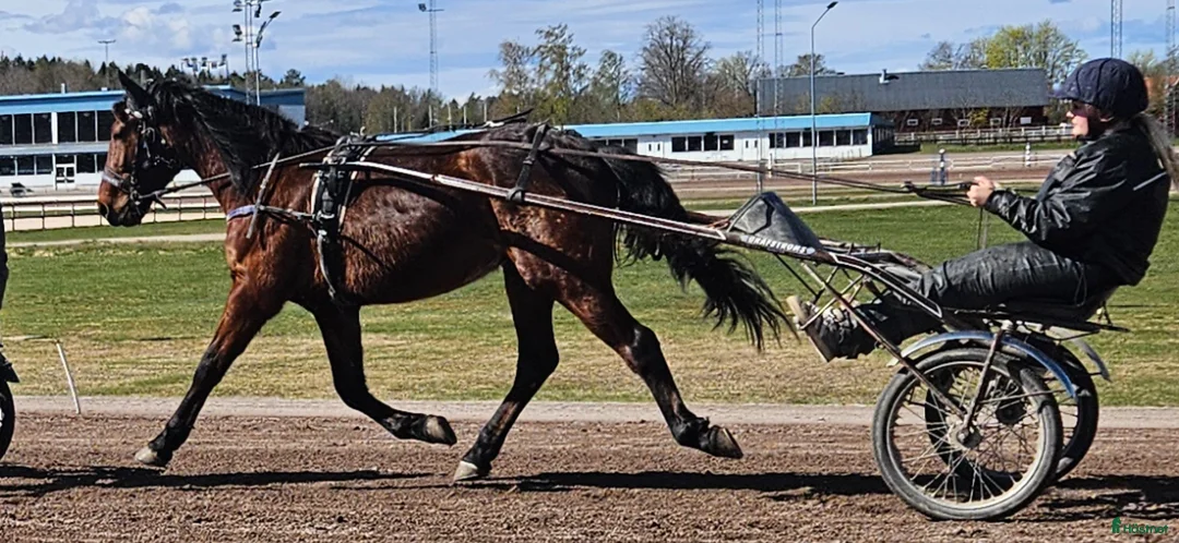 Trav hästar till salu: Leasing i Linghem - Annons 1