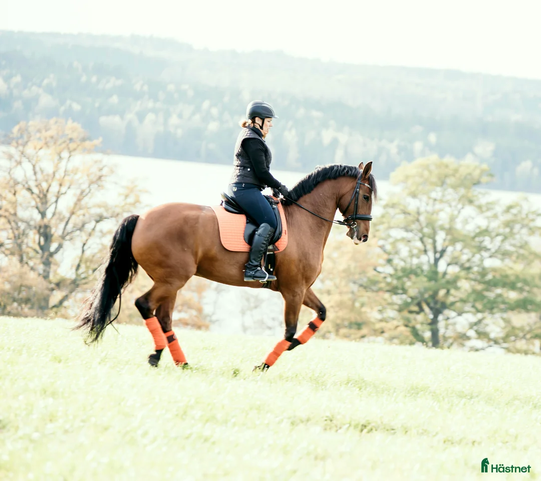 Benskydd hästutrustning till salu: Lemieux fleecelindor i Tranås - Annons 3