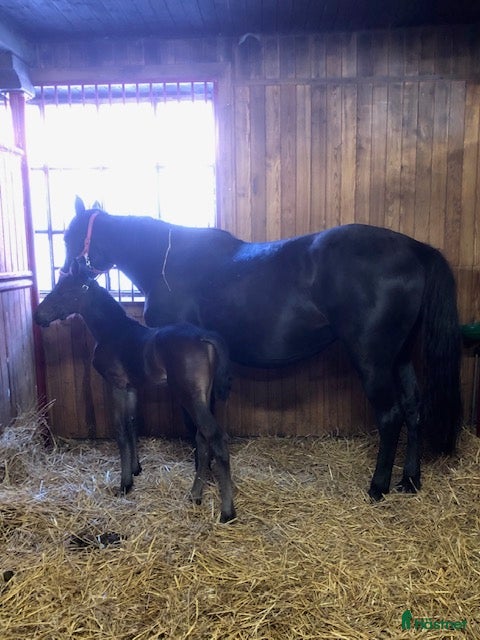  hästar Toppstammad fölmärr i Nykvarn - Annons 10