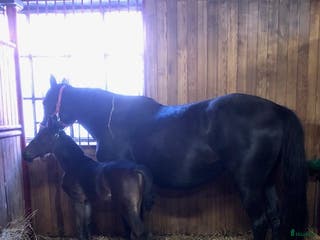 hästar Toppstammad fölmärr i Nykvarn - Annons 10