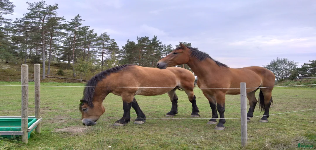 Galleribild {{count}}