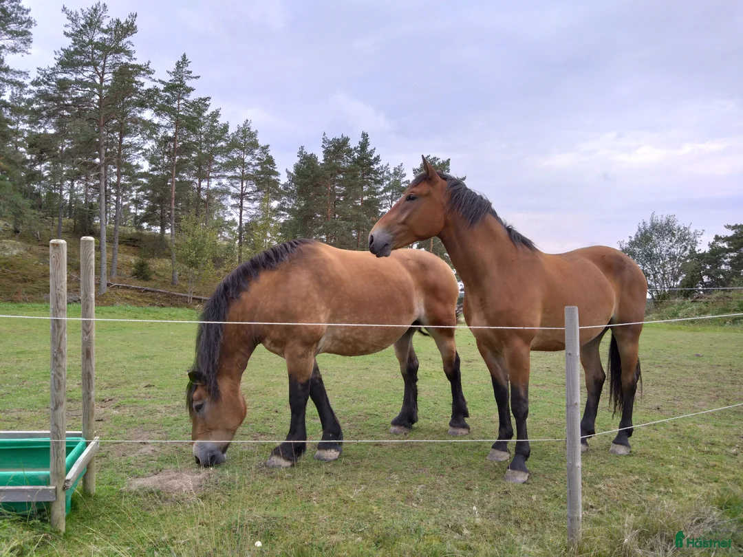 Galleribild {{count}}