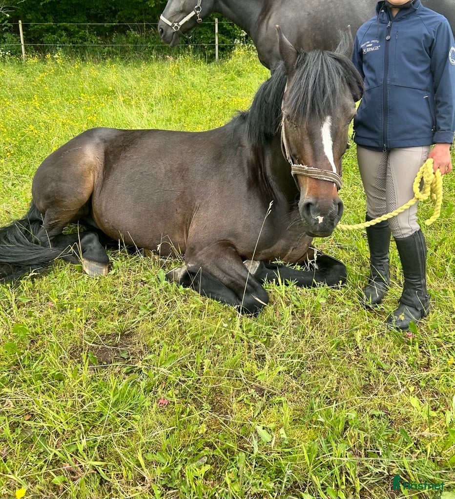  hästar Ponny på foder sökes - Annons 10