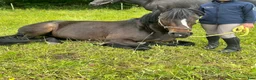 Övrigt hästar sökes: Ponny på foder sökes - Annons 1