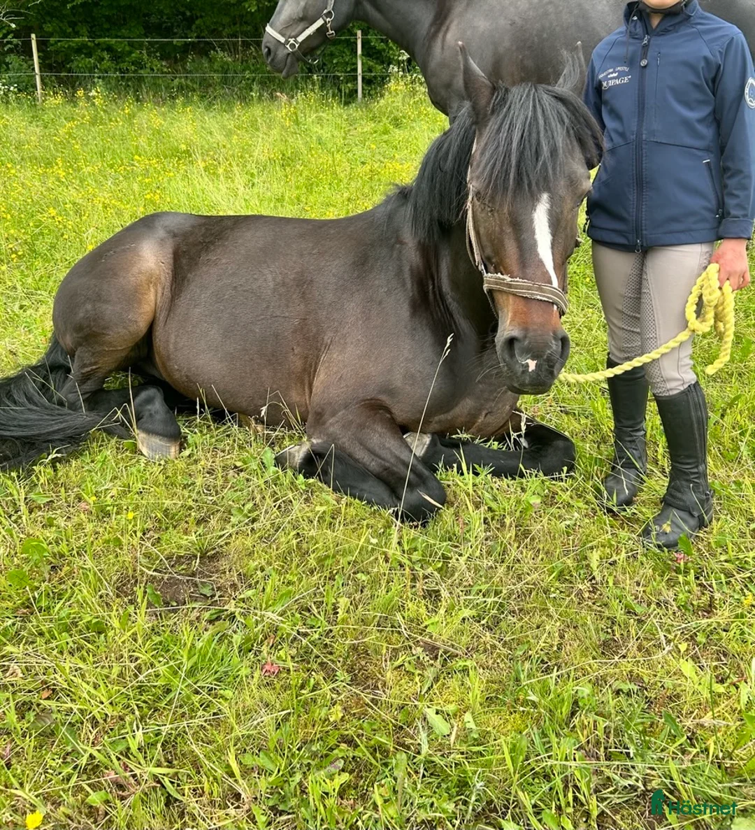 Övrigt hästar sökes: Ponny på foder sökes - Annons 1