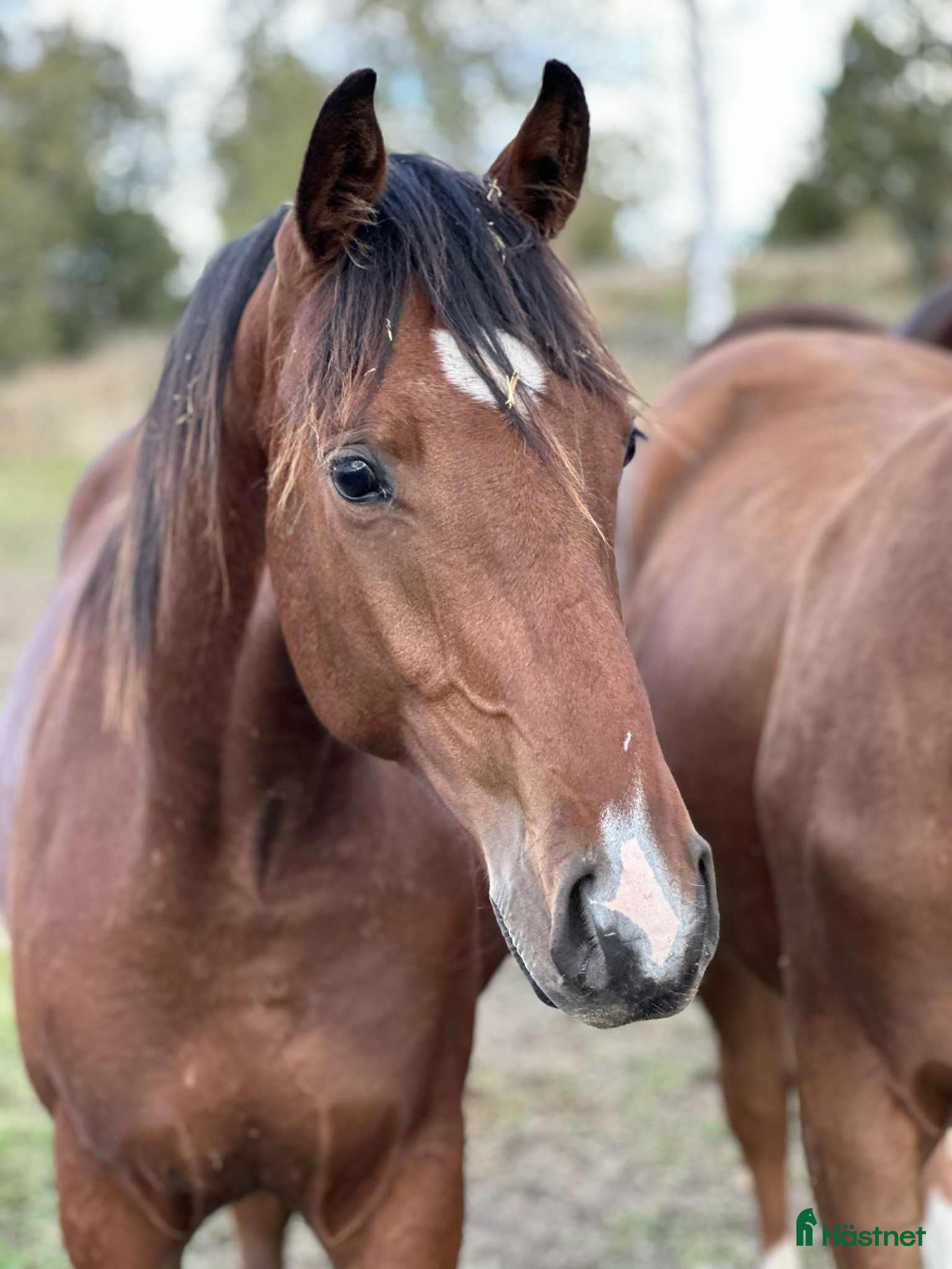  hästar Valack e. Raccon född 2024 i Ransta - Annons 8
