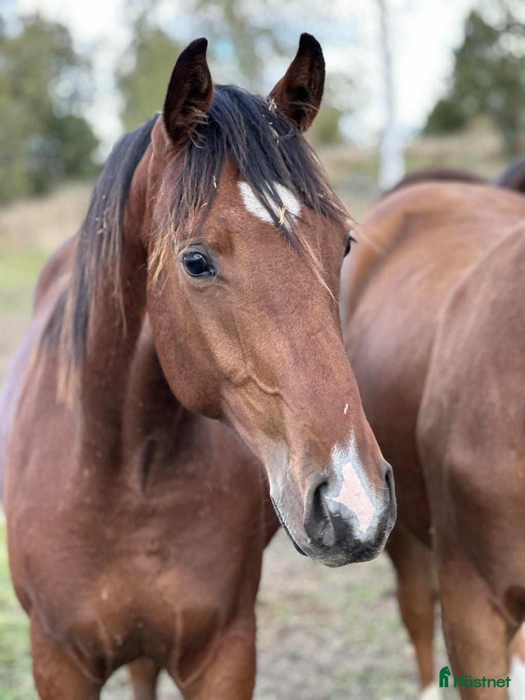 Dressyr hästar till salu: Valack e. Raccon född 2024 i Ransta - Annons 1