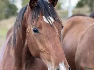 hästar Valack e. Raccon född 2024 - Annons 6