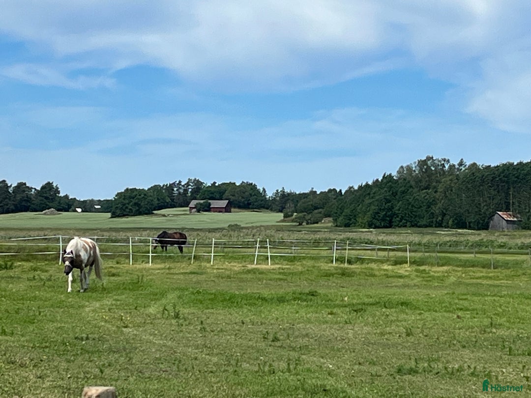  stallplats finnes: Stallplatser  Vallentuna /Märsta i Märsta - Annons 4