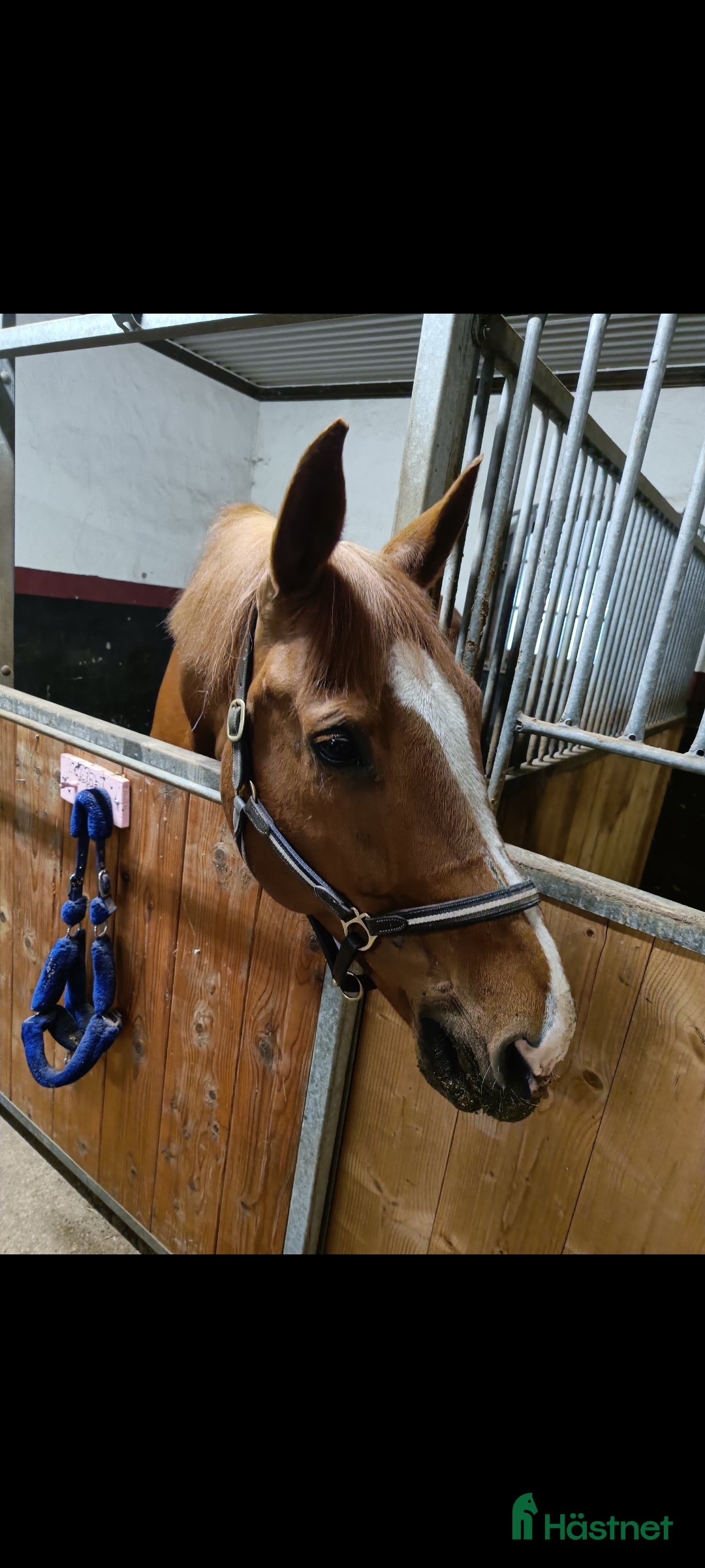  foderhäst Sällskap/Skogsmulle  i Örebro - Annons 1