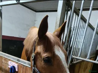 foderhäst Sällskap/Skogsmulle i Örebro - Annons 1