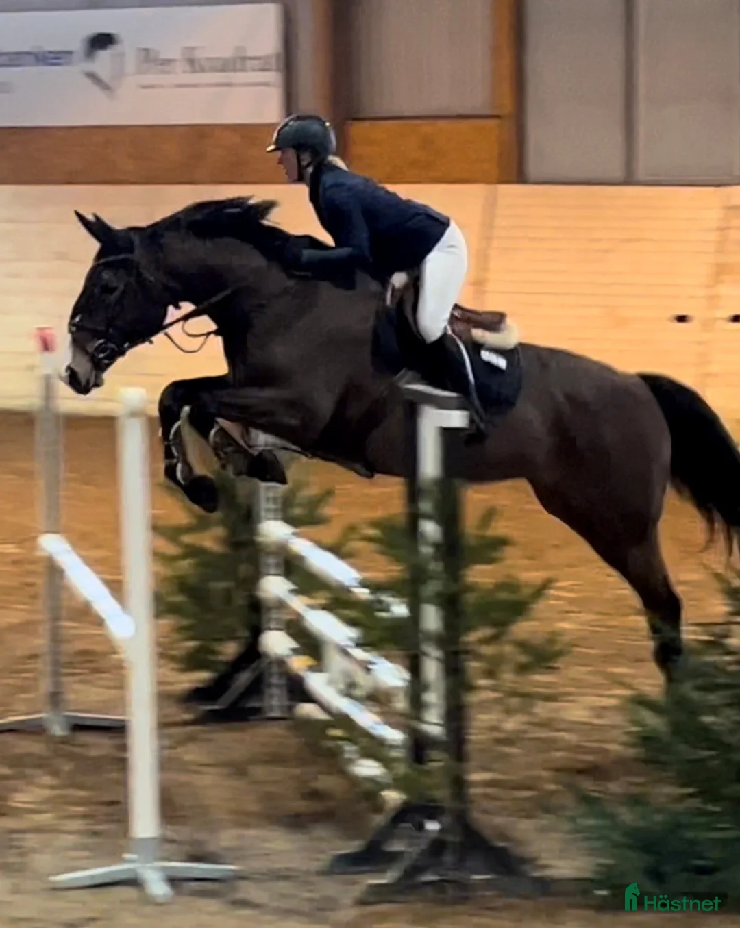 Allround hästar till salu: Hoppstammat sto f. 2019 i Krylbo - Annons 2