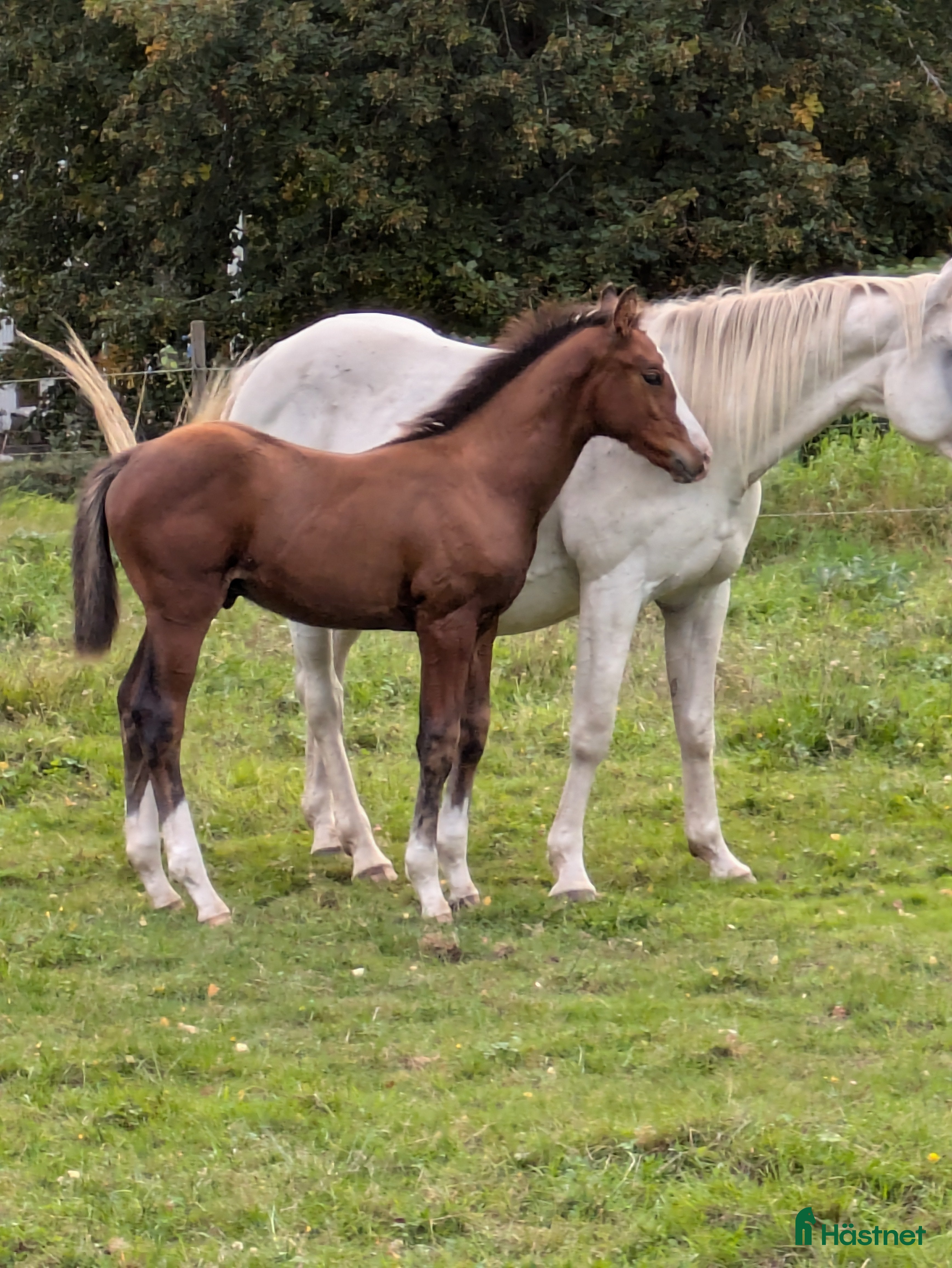  hästar Mycket lovande 1 åring! (Snart 2 år) i Tenhult - Annons 7