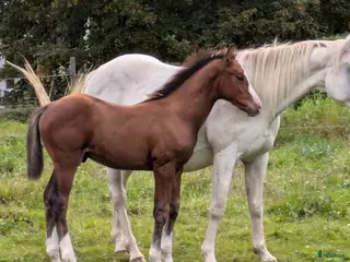 hästar Mycket lovande 1 åring! (Snart 2 år) i Tenhult - Annons 20