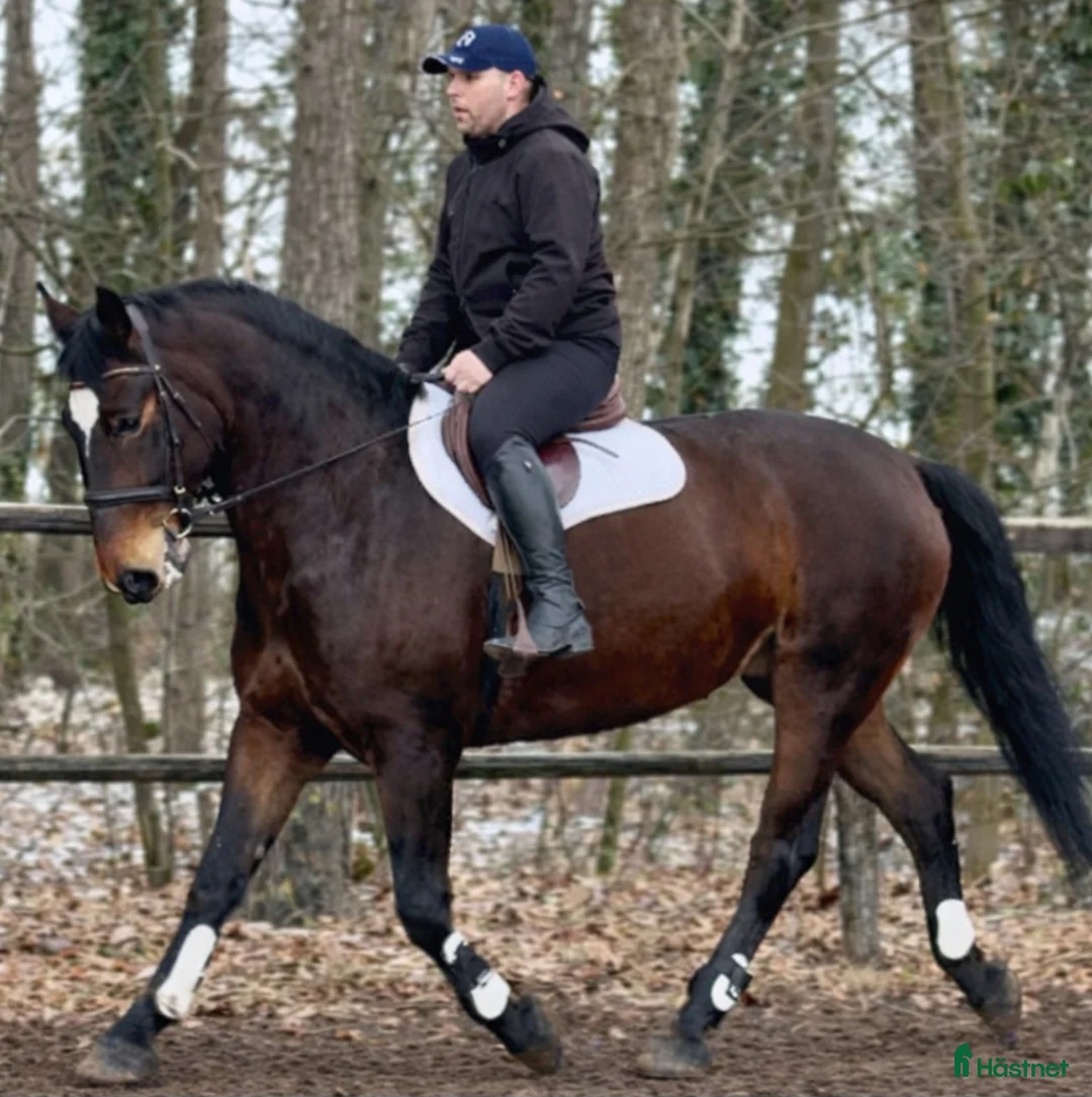 Allround hästar till salu: Gorgeous and lovely TOP Silesian  i Örsundsbro - Annons 5