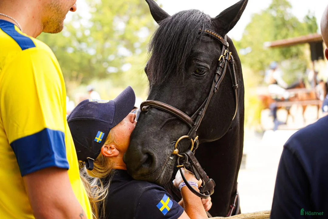 Hoppning hästar till salu: Läromästare och bästa vän!! - Annons 15