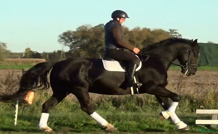  hästar i Örsundsbro - Annons 4