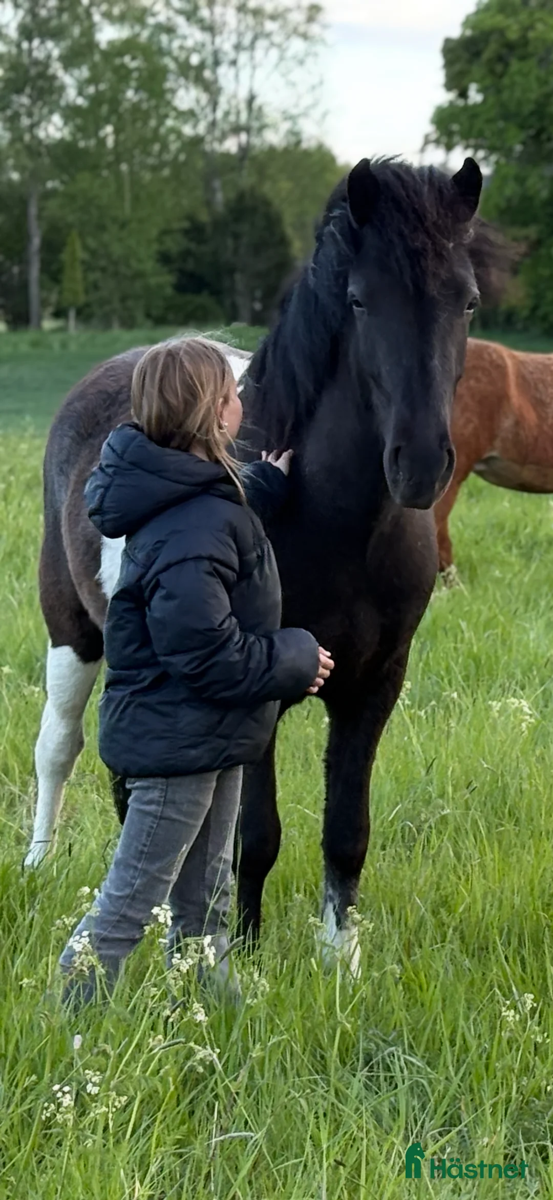Island hästar till salu: 🌟 Juní, lovande ungt sto med äldre stam 🌟 i Köping - Annons 2